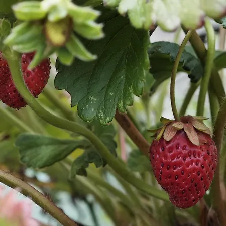 Angel's House Nyaraló Alcobaça