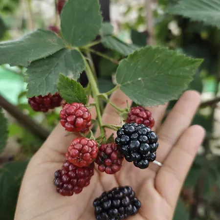 Angel's House Nyaraló