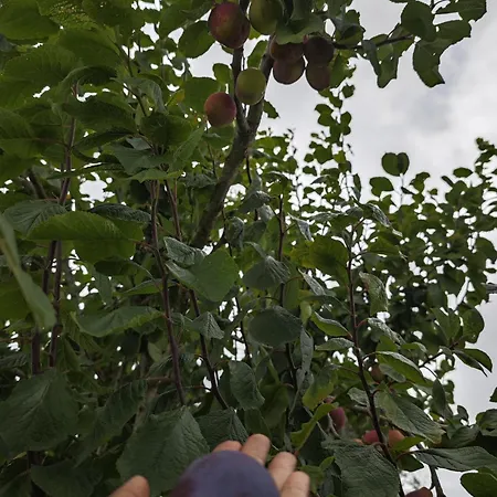 Nyaraló Angel's House Alcobaça