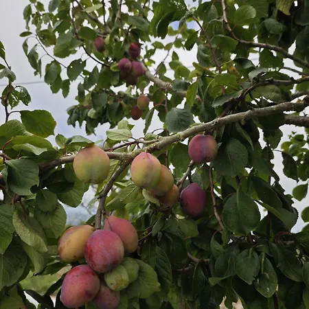 Angel's House Nyaraló *