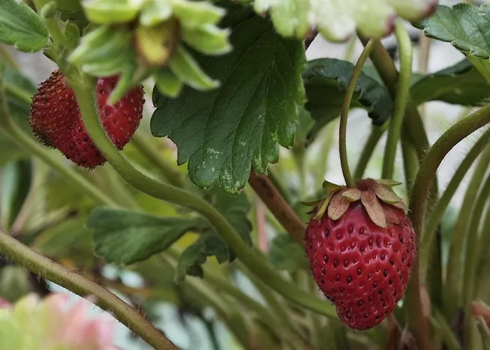 Angel's House Holiday home Alcobaca