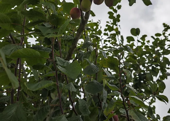 Holiday home Angel's House Alcobaca